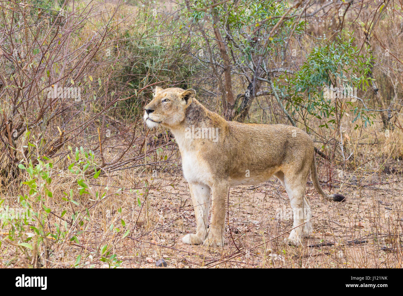 Löwe von Krüger Nationalpark, Südafrika. Afrikanische Tierwelt. Tiere in der Natur. Stockfoto