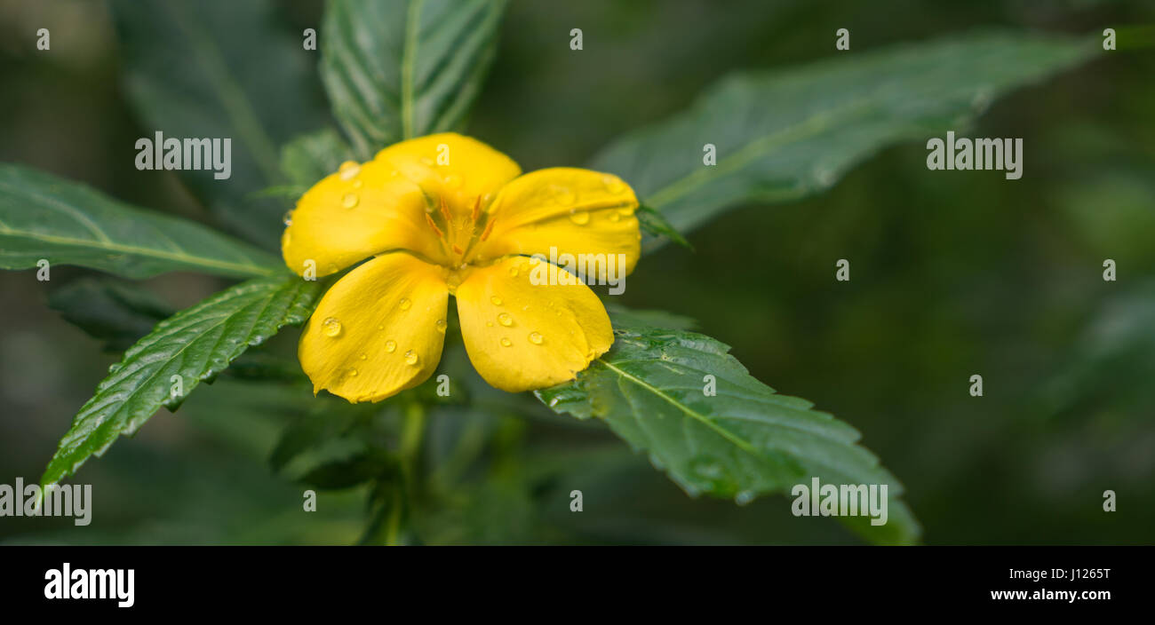 gelbe Blume (Oxalis Stricta) Stockfoto