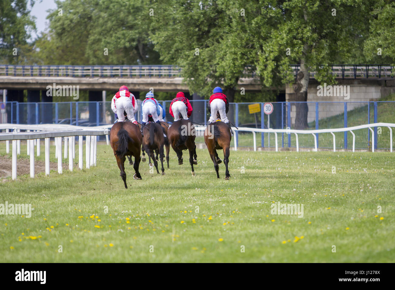 Rennpferde und Jockeys während eines Rennens Stockfoto