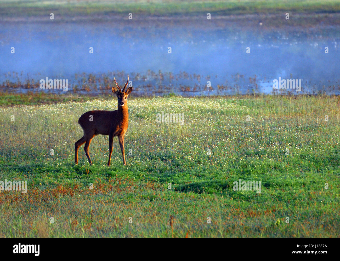 Reh (Capreolus Capreolus) im Feuchtgebiet Stockfoto