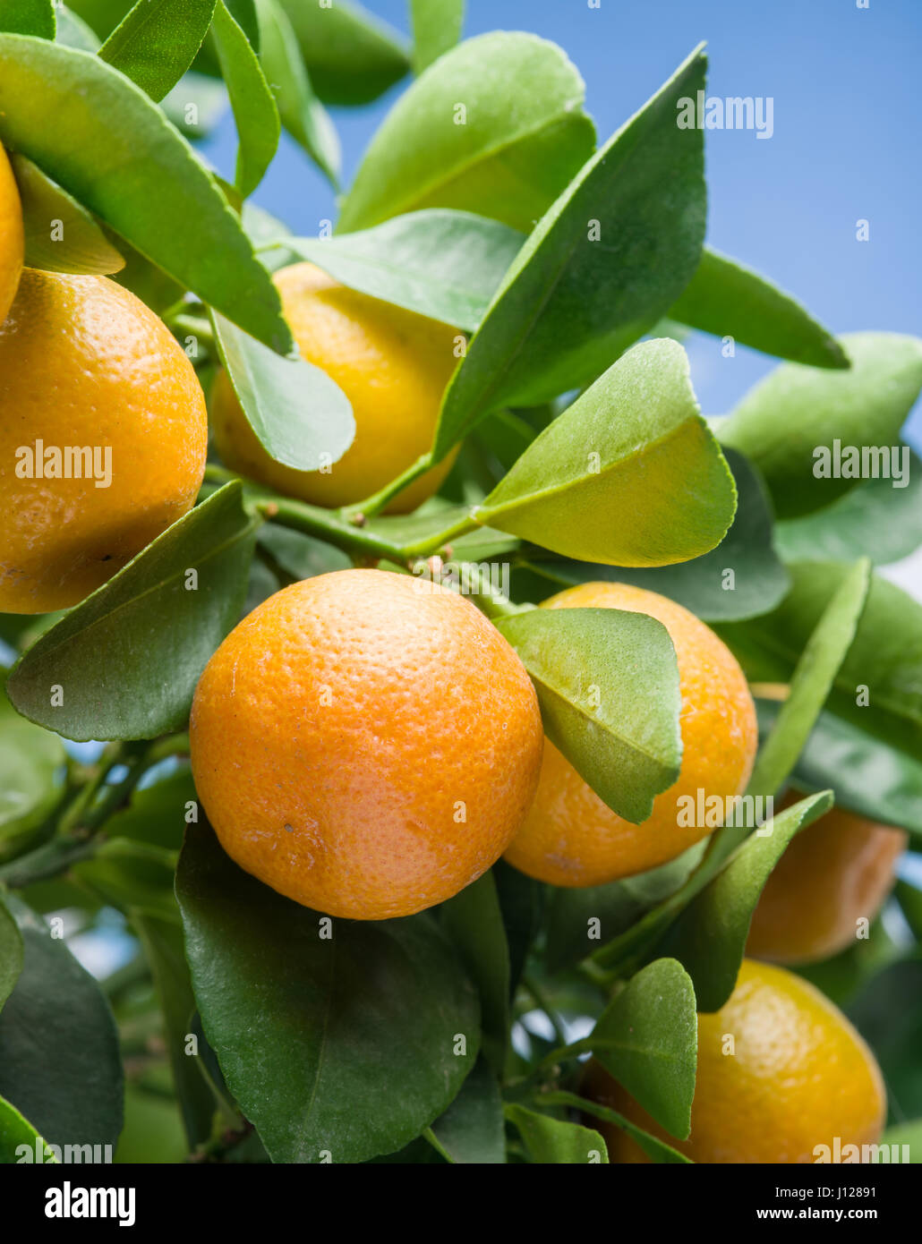 Reife Mandarinen Früchte auf dem Baum. Blauer Himmelshintergrund. Stockfoto