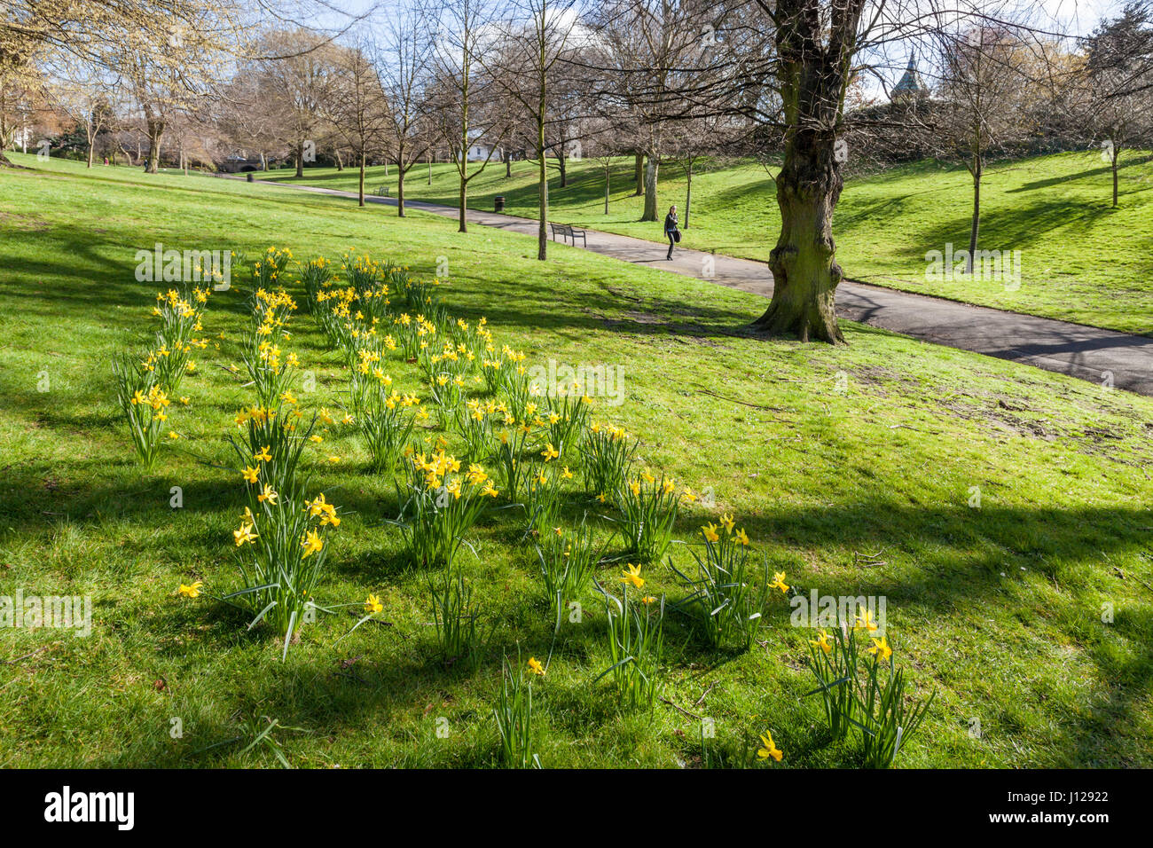 Frühling Blumen. Narzissen in einem Park an einem sonnigen Tag im Frühjahr, das Arboretum, Nottingham, England, Großbritannien Stockfoto