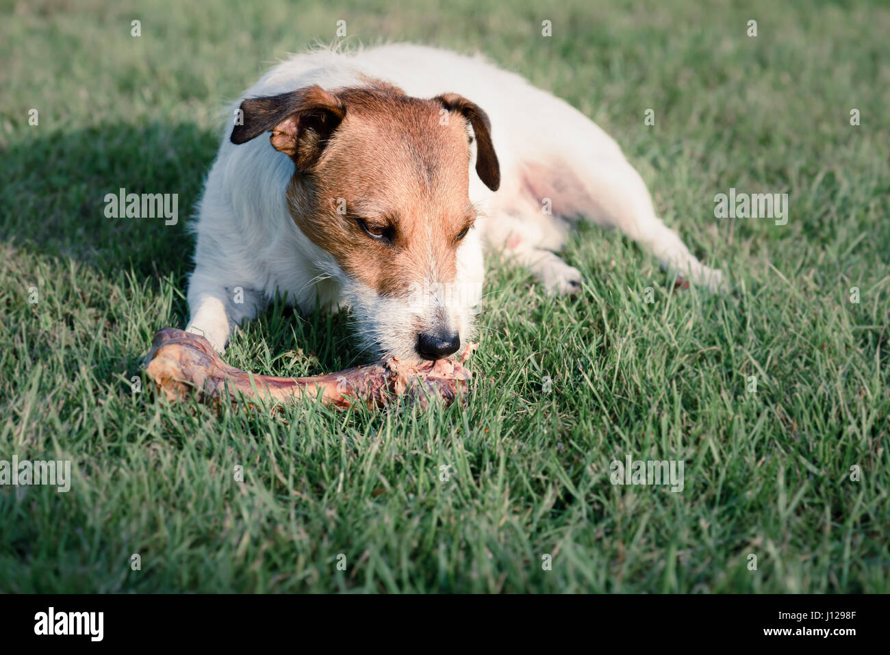 Hundeknochen Sie essen Doggy liegend auf dem grünen Rasen Stockfotografie -  Alamy