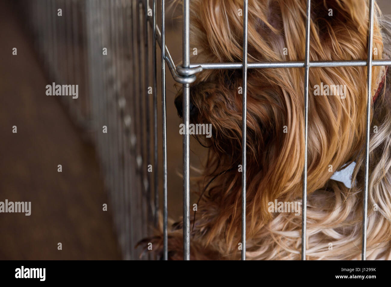 Trauriger Hund innen Haustier Stift für freche Verhalten getrennt Stockfoto