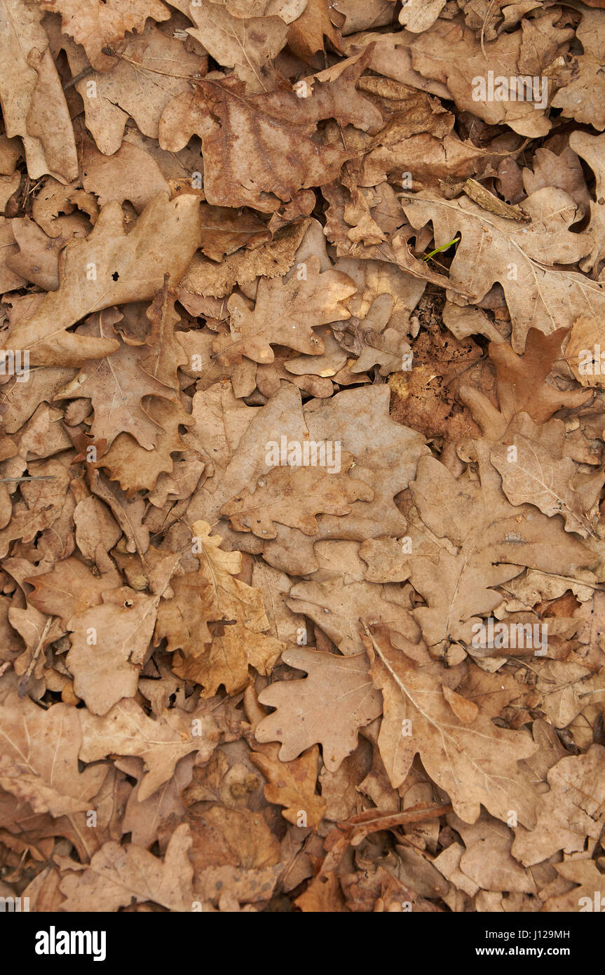 Natürlichen Hintergrund der braune trockene Eiche Blätter. Herbst-Muster. Stockfoto