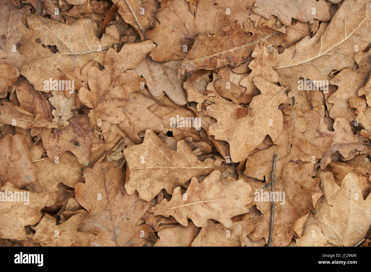 Natürlichen Hintergrund der braune trockene Eiche Blätter. Herbst-Muster. Stockfoto