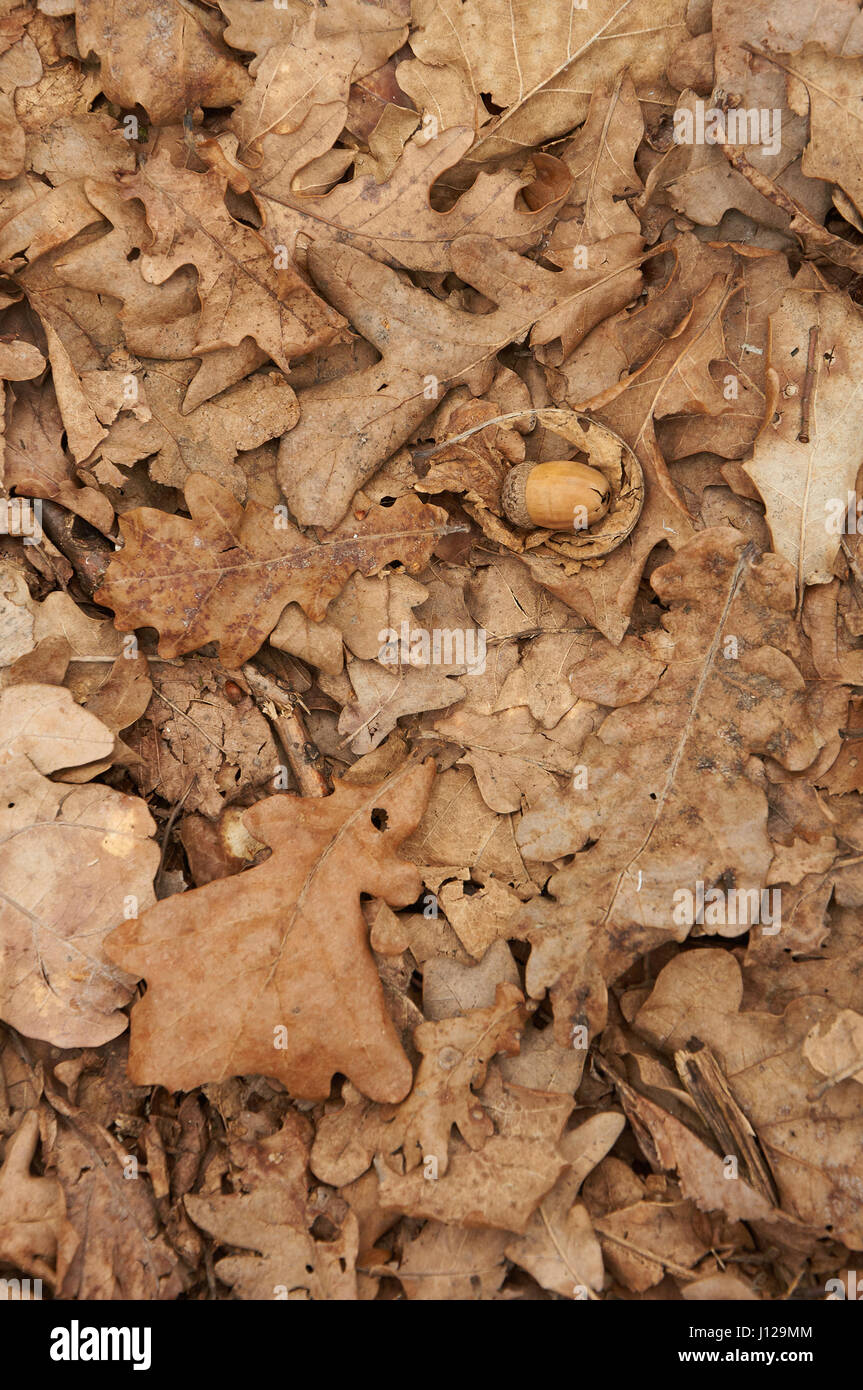 Natürlichen Hintergrund der braune trockene Eiche Blätter. Herbst-Muster. Stockfoto
