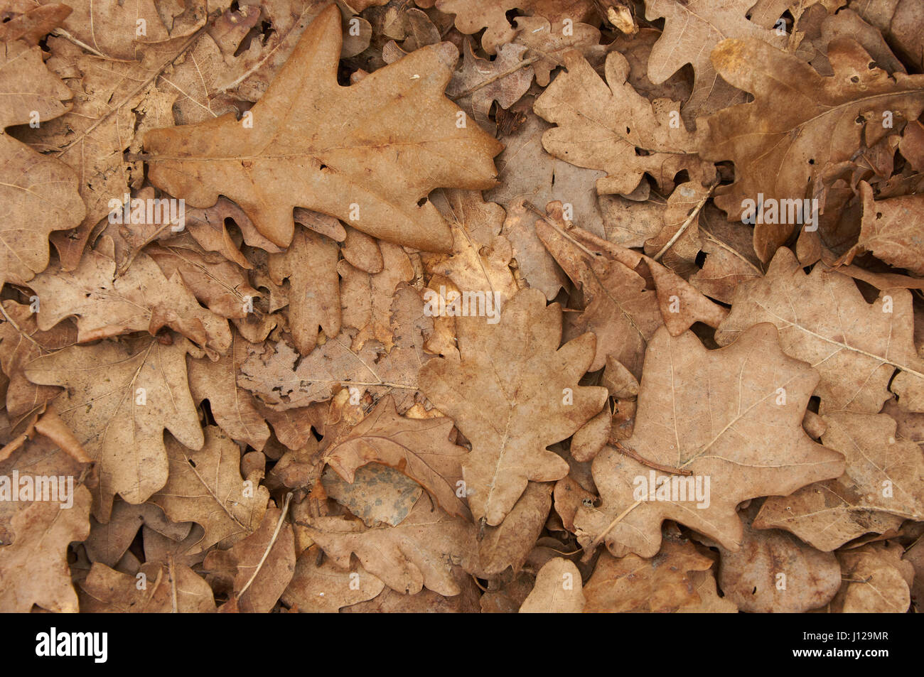 Natürlichen Hintergrund der braune trockene Eiche Blätter. Herbst-Muster. Stockfoto