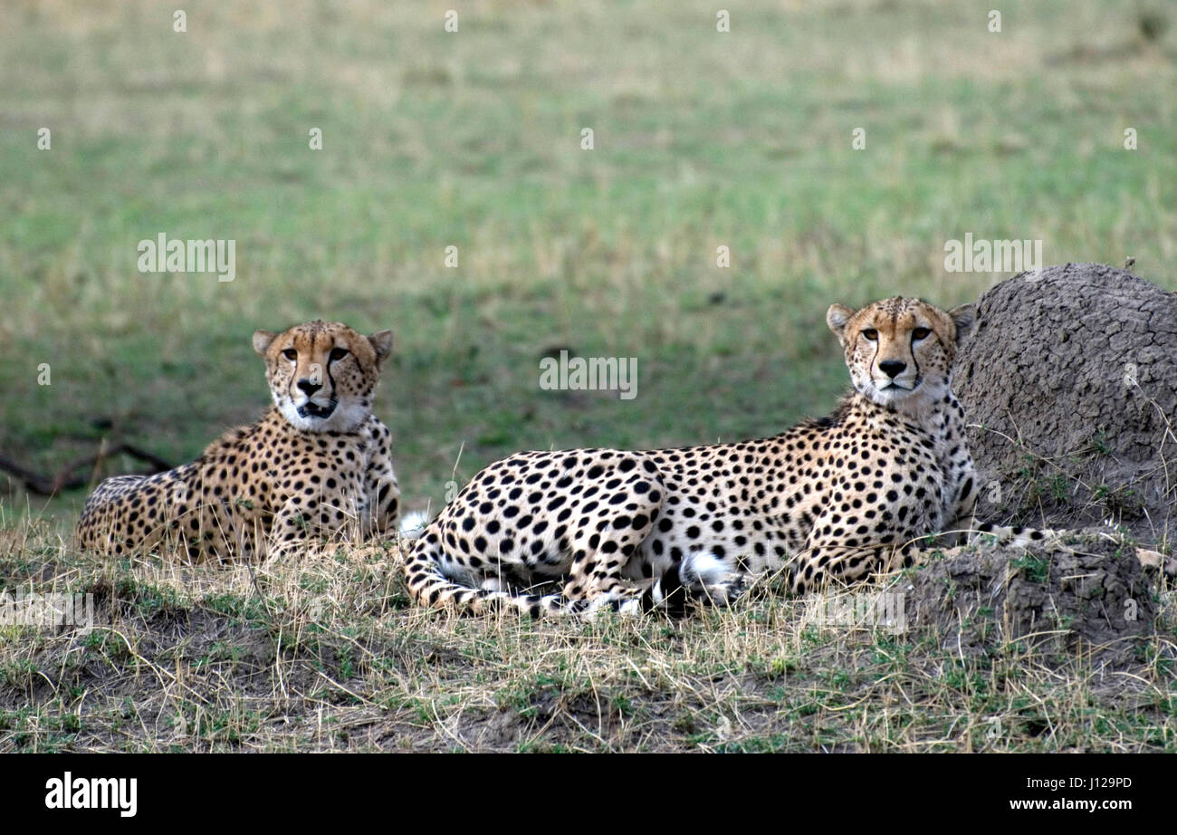 Gepard-Brüder im Gras in der Serengeti Stockfoto