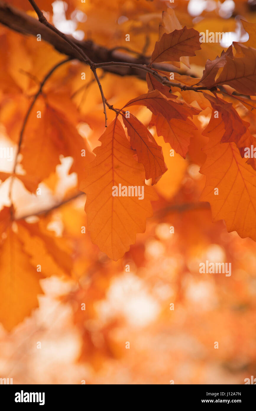 Blatt, Herbst Saison Orange Blatt, Herbst-Saison Stockfoto