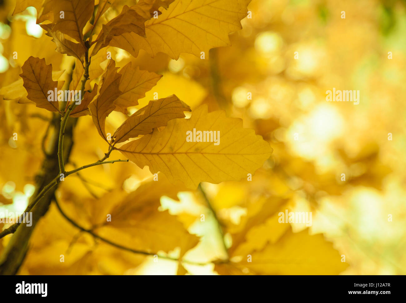 Blätter an einem sonnigen Morgen, Herbst-Saison Stockfoto
