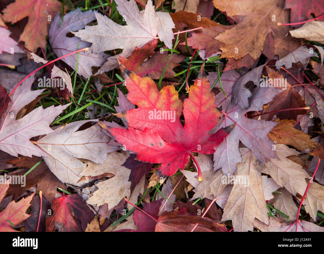 Rot und Orange Maple Leaf Stockfoto