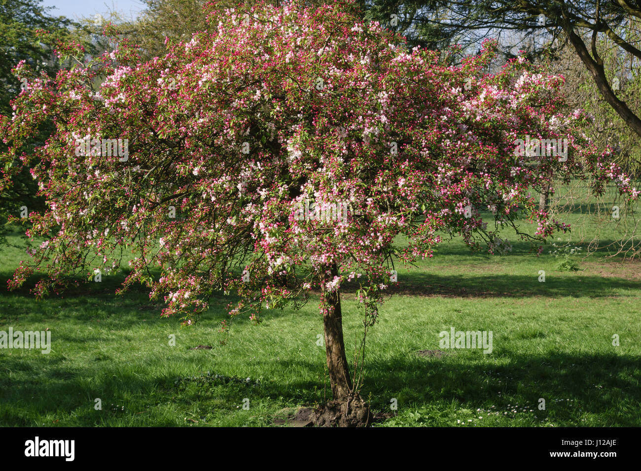 Bute Park, Cardiff, Wales, UK. Das Arboretum im Frühjahr. Malus X sublobata (gelbe Herbst Holzapfel) Stockfoto