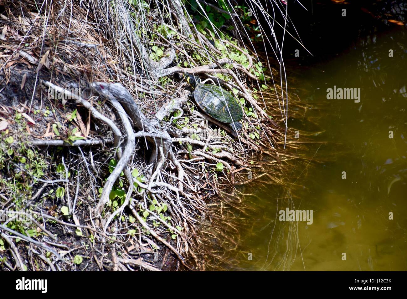 Schildkröte klettert die Bank von einem Teich, South Carolina, USA Stockfoto