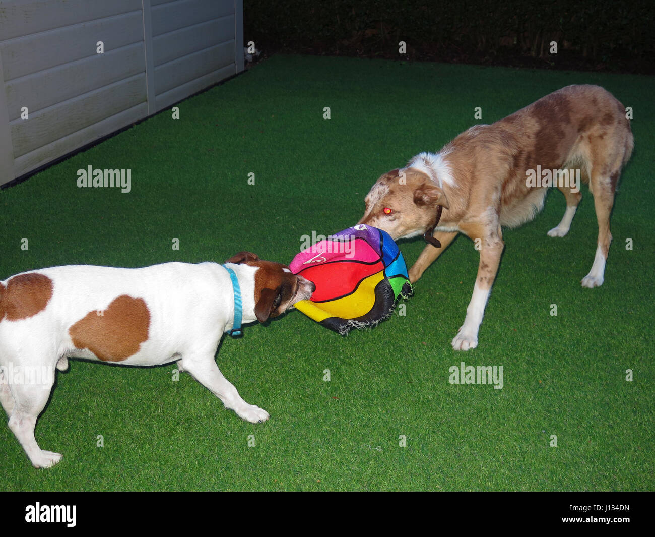 Jack Russell und rote Collie mit Ball spielen Stockfoto