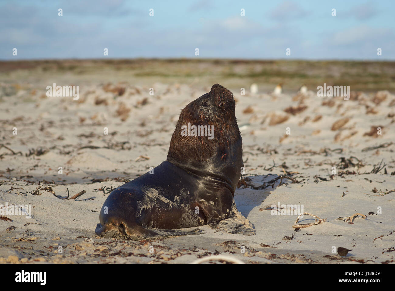 Große männliche Southern Sea Lion (Otaria flavescens) ruht auf einem Sandstrand an der Küste von Seelöwen Insel in der Falkland Inseln. Stockfoto