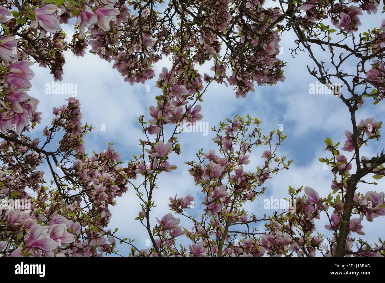 Blick nach oben zu den Magnolien-Blüten (Magnoliaceae) Stockfoto