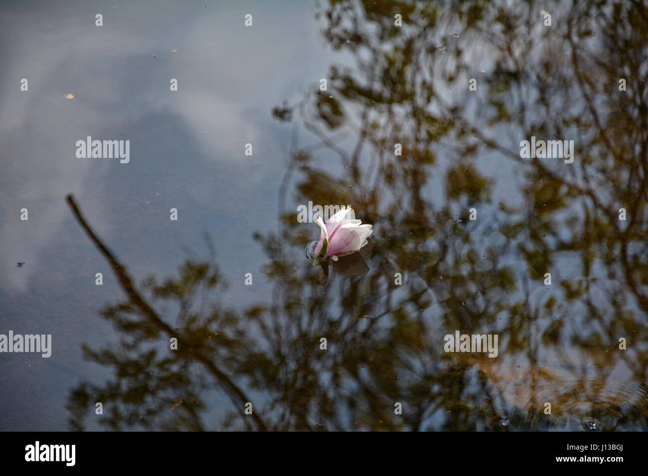 Rosa Magnolie Blüten schwimmt im Wasser mit Reflexion der Bäume Stockfoto