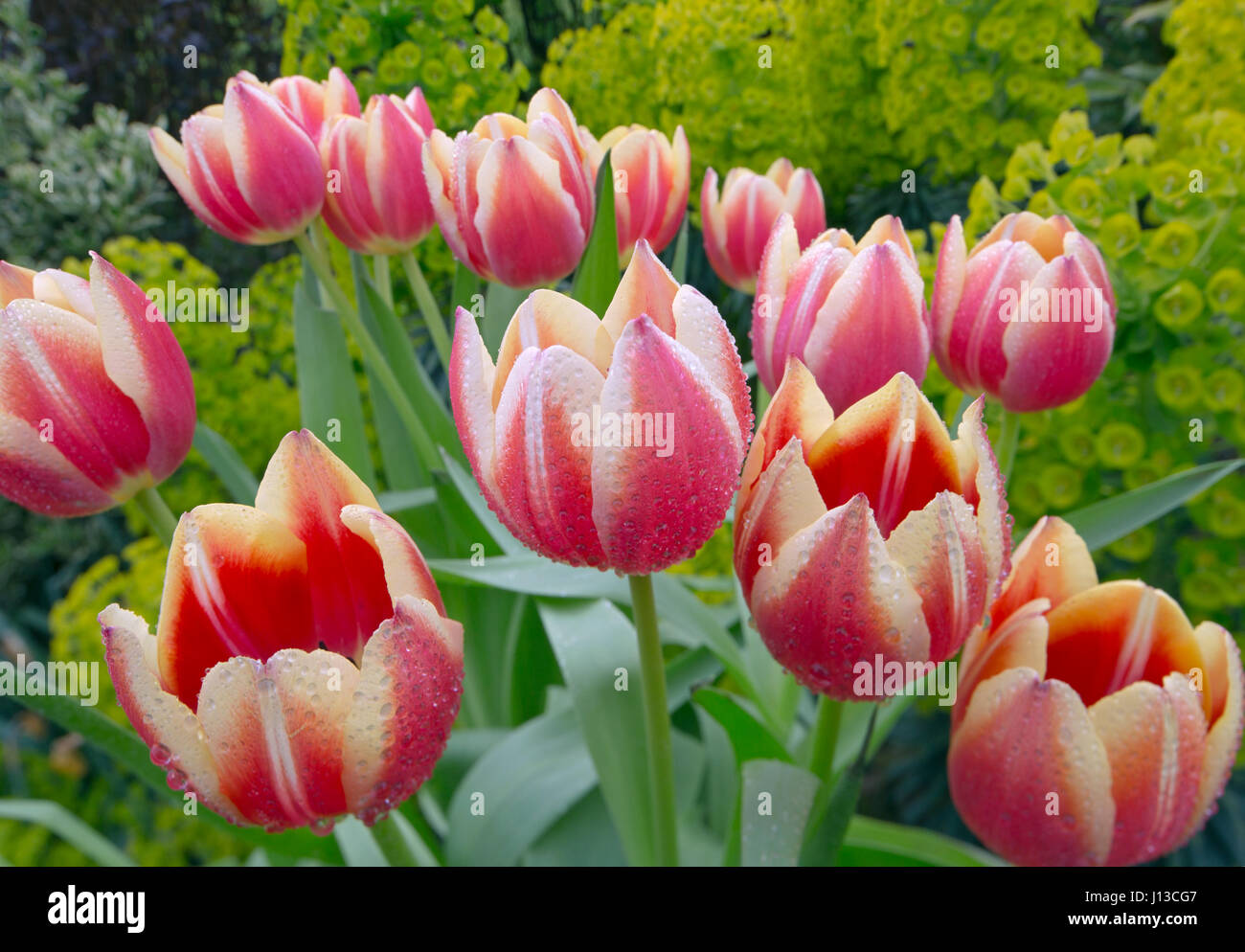 Tulpensorten in Gartenanlage mit Euphorbia Frühling Norfolk Stockfoto