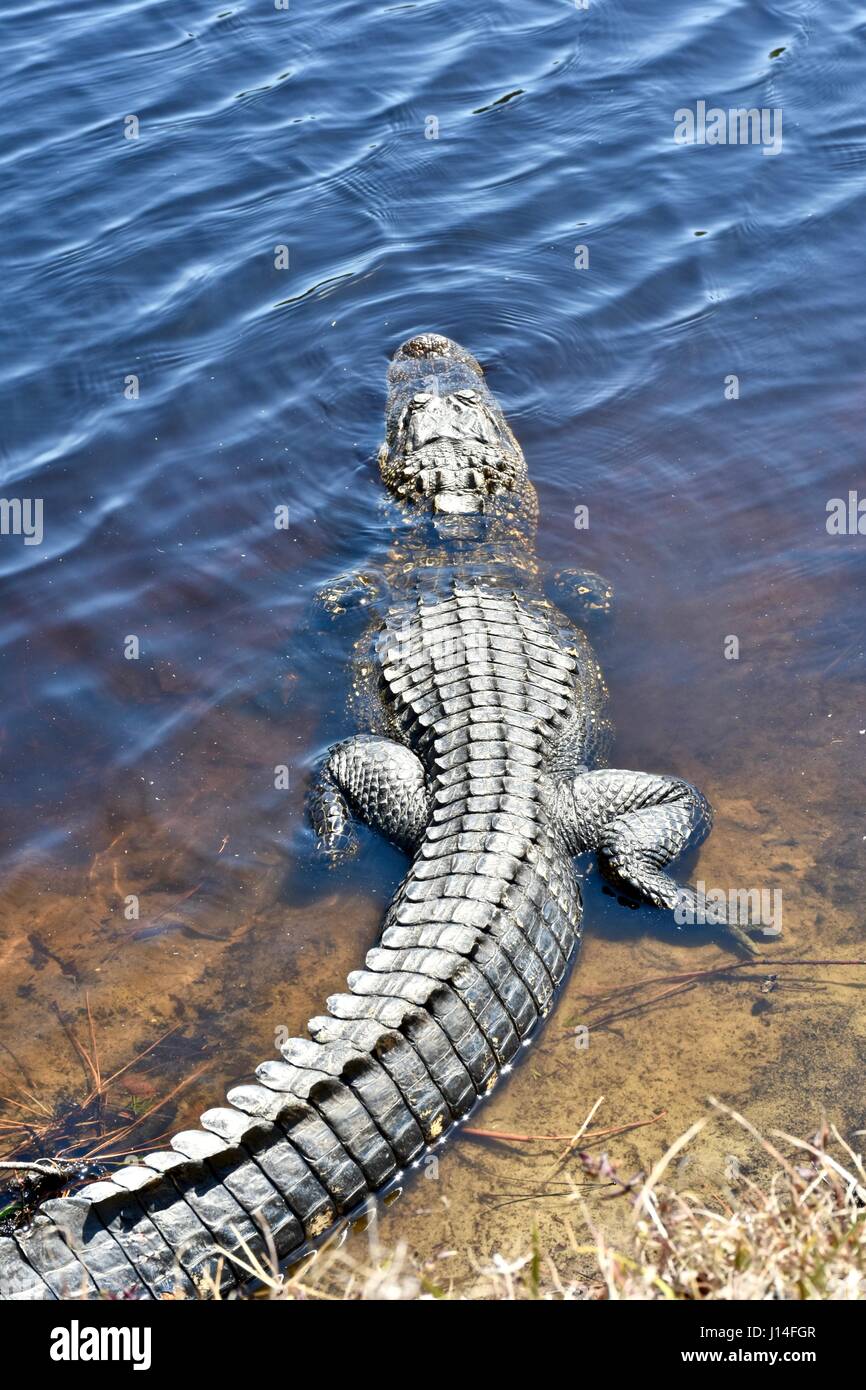 Amerikanischer Alligator (Alligator) in der Sonne am Rande ein Feuchtgebiet Stockfoto