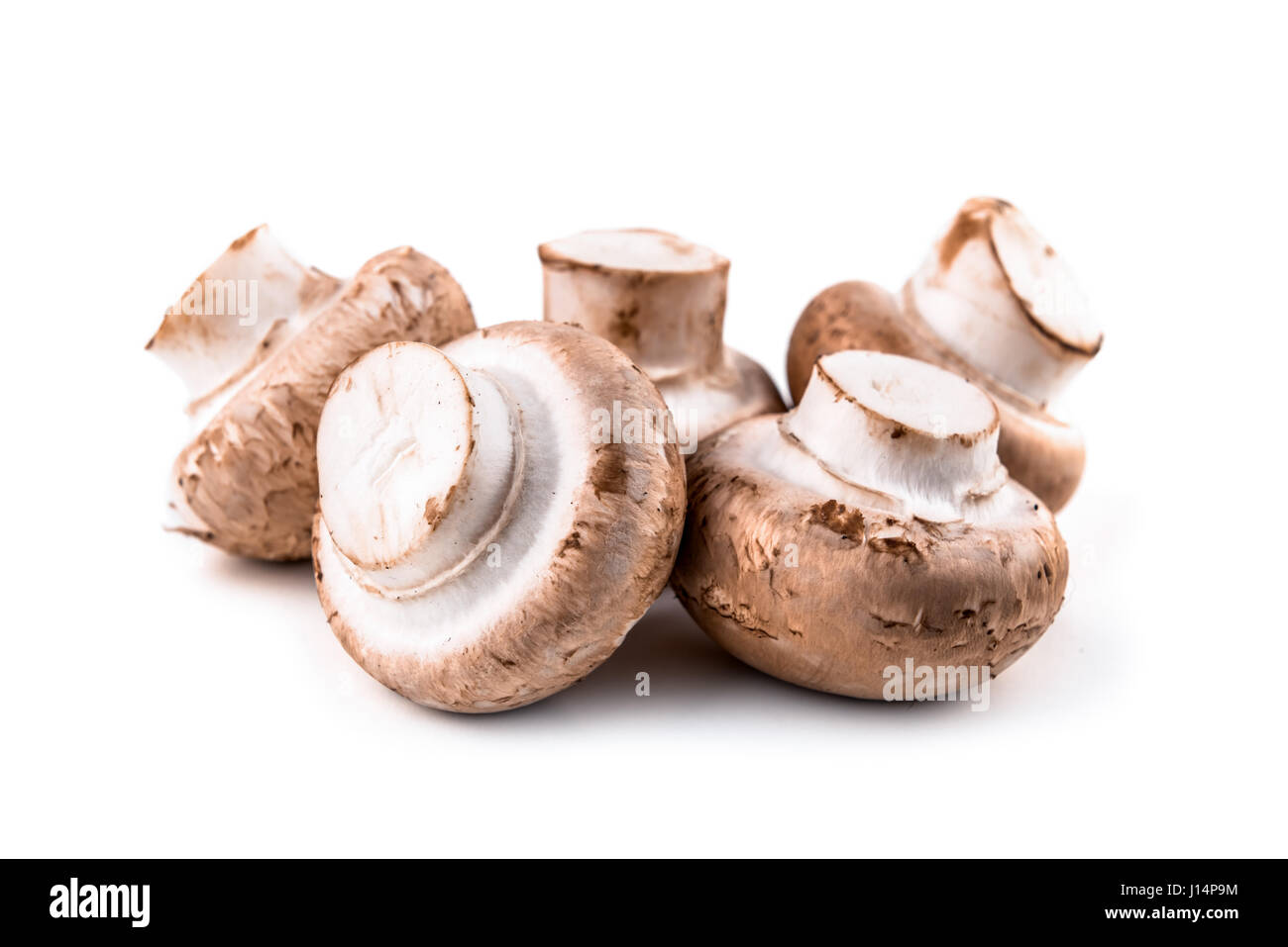 zwei Pilz isoliert auf weiss Stockfoto