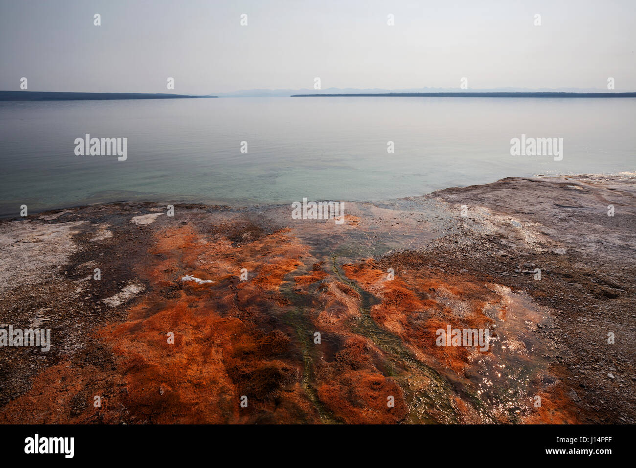 Mineralische Ablagerungen in den West Thumb Geyser Basin, Yellowstone Lake, Yellowstone-Nationalpark, Wyoming, USA Stockfoto