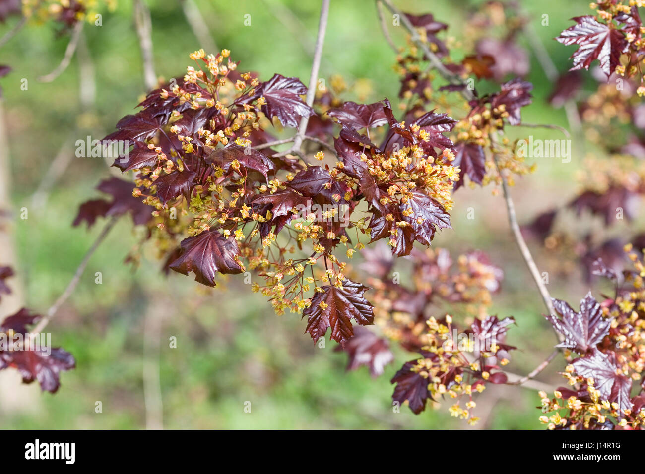 Acer Platanoides 'Goldsworth Purple' in Blüte. Stockfoto