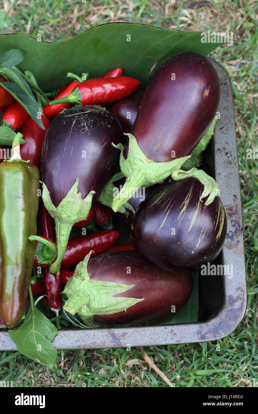 Frisch gepflückt homegrown Black Beauty Auberginen Stockfoto