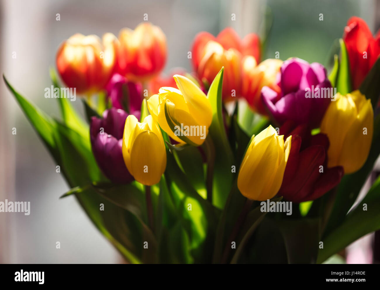 Gelbe, rote und violette Tulpen, Hintergrundbeleuchtung im Fenster. Stockfoto