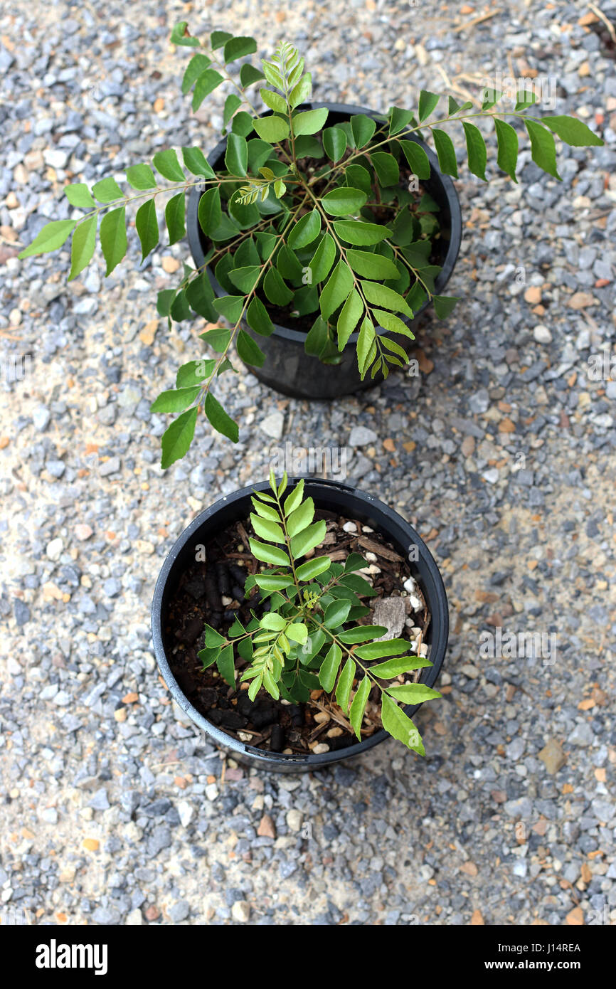 Curry-Pflanzen - Murraya Koenigii Sämlinge wachsen in einem Topf Stockfoto