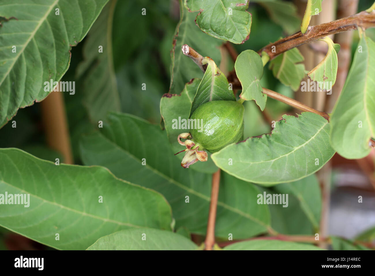 Guave oder bekannt als Guave Guajava junge Frucht entwickeln Stockfoto