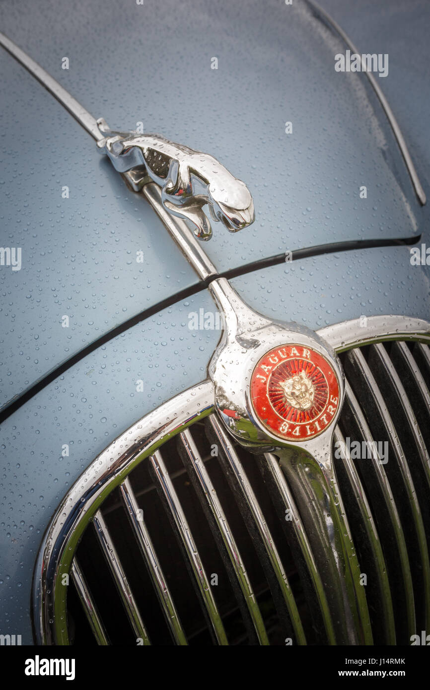 Motorhaube und Impressum von einem klassischen Oldtimer Jaguar 6,4 Liter Auto auto Stockfoto
