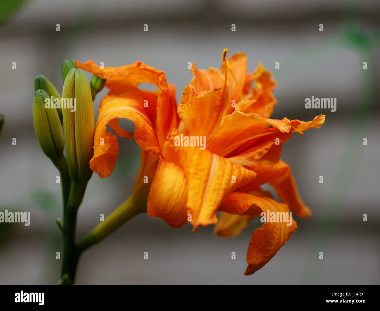 Daylily (Hemerocallis fulva) kwanso Stockfoto