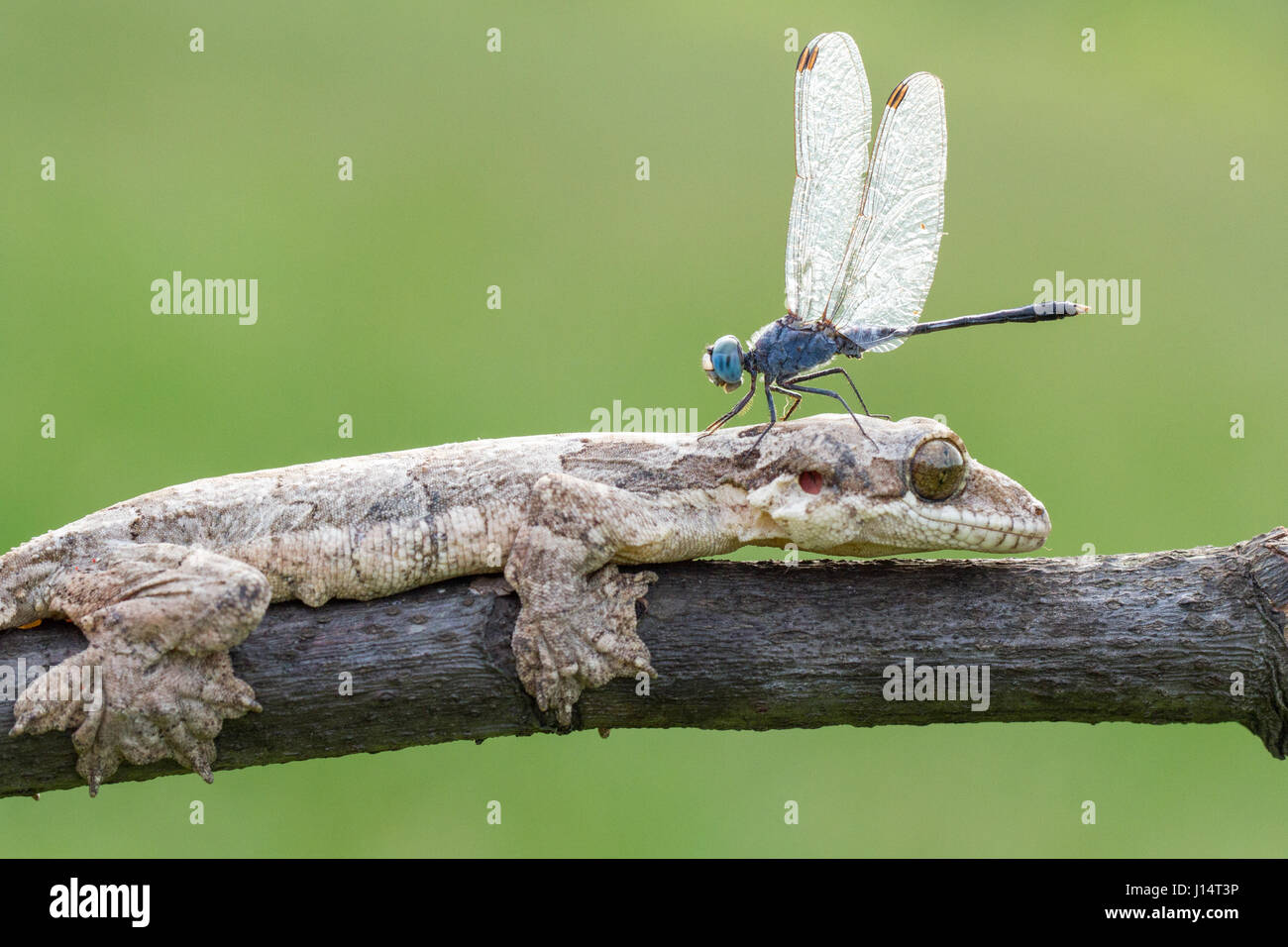 Samba, Indonesien: Eine Freundschaft sah noch nie so skurrile wie diese Partnerschaft zwischen einem Gecko und eine Libelle. Balanciert auf dem Kopf des lächelnden Reptils, die diese Libelle nicht sein könnte nimmt bequemer als es eine Verschnaufpause von kleineren Insekten Jagd in seinem Wald nach Hause. Lokalen Amateur-Fotografen Hendy MP (25) fotografierte den Sonderling aus einem Garten in der Nähe seiner Heimatstadt Sambas, Indonesien. Stockfoto