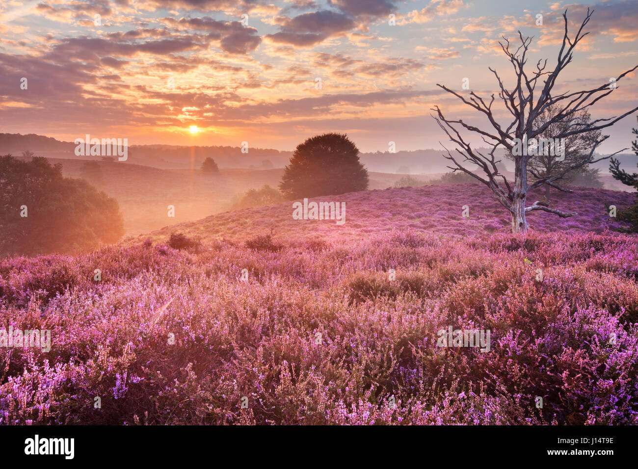 Endlose Hügel mit blühenden Heidekraut bei Sonnenaufgang. Die Posbank in den Niederlanden fotografierte. Stockfoto
