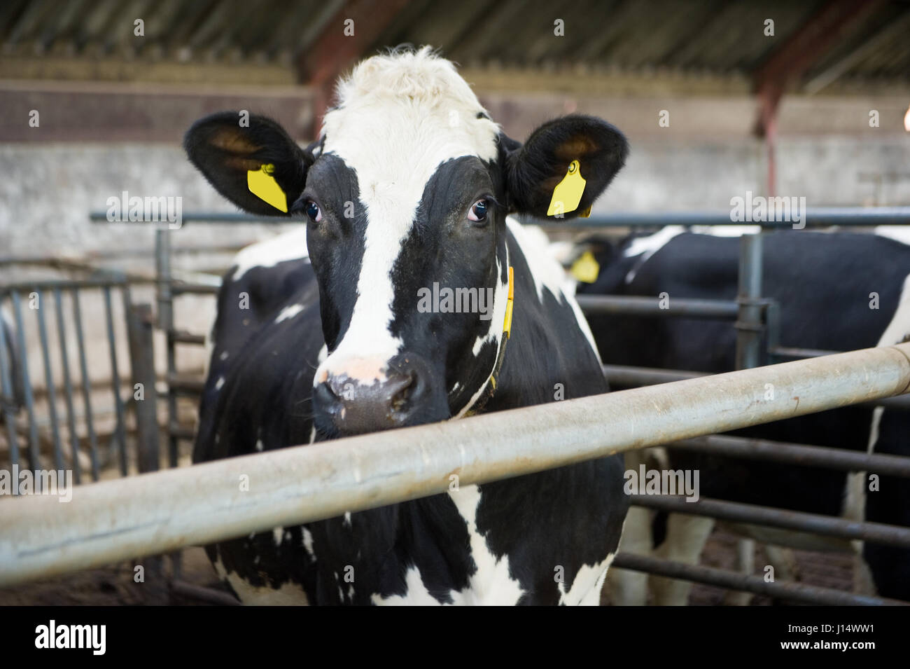 Kuh in einer Scheune auf einem Bauernhof Stall innen Stockfoto