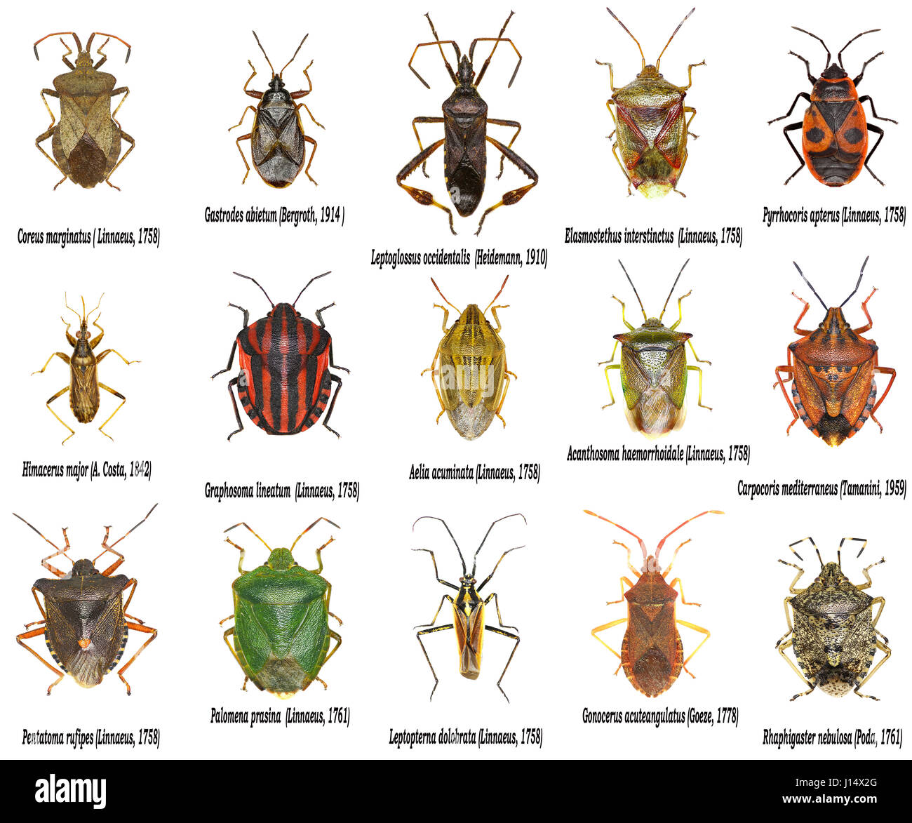Satz von Blattkäfern Europas - Crysomelidae Stockfoto