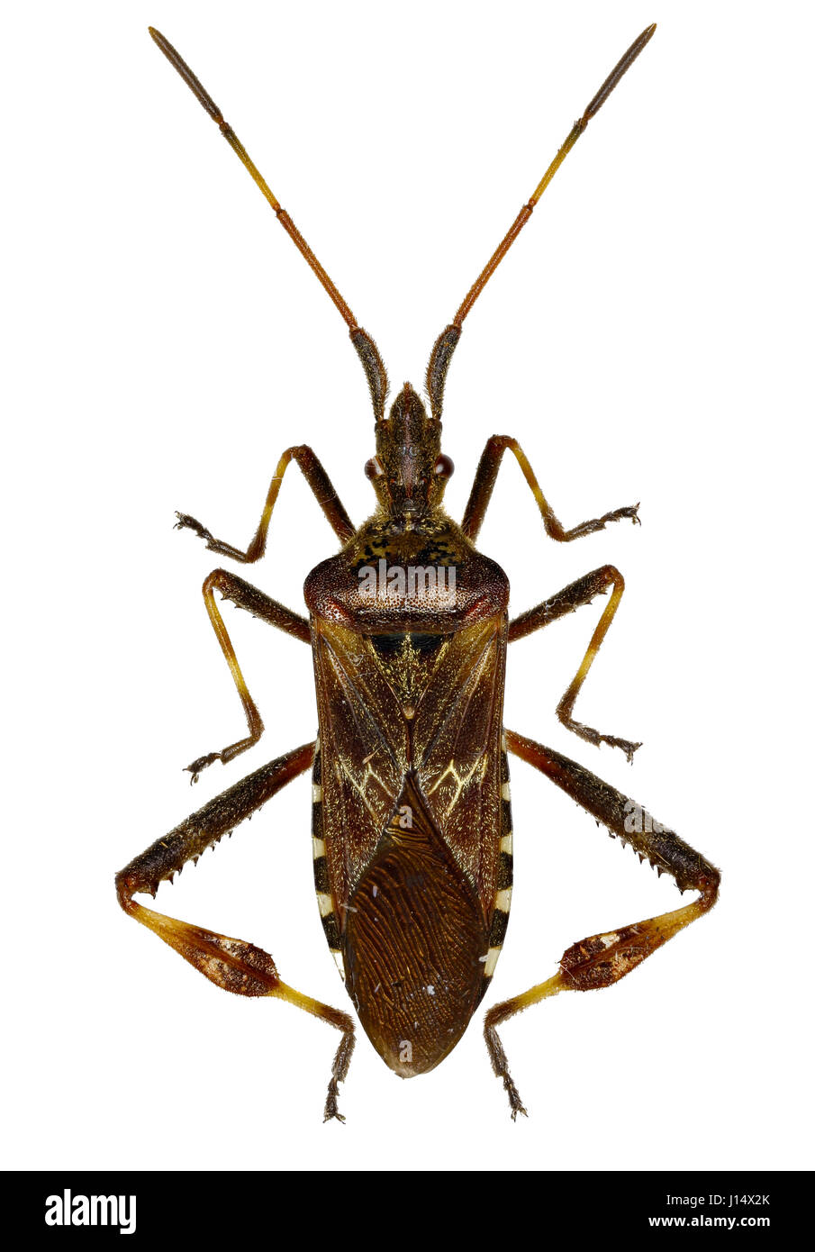 Westlichen Nadelbaum Samen Bug auf weißem Hintergrund - Leptoglossus Occidentalis (Heidemann, 1910) Stockfoto