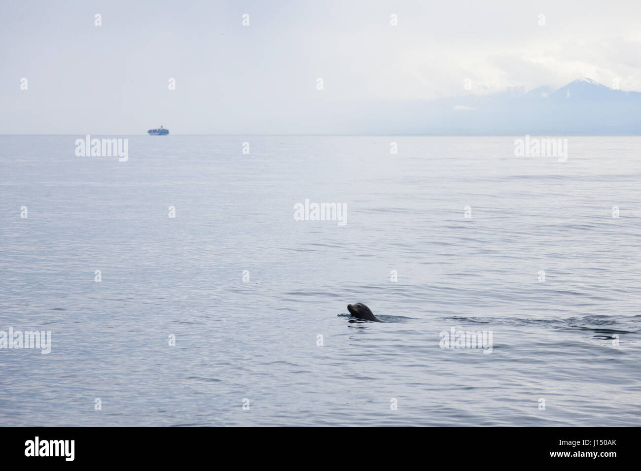 Dichtung aus Victoria BC Küste schwimmen Stockfoto