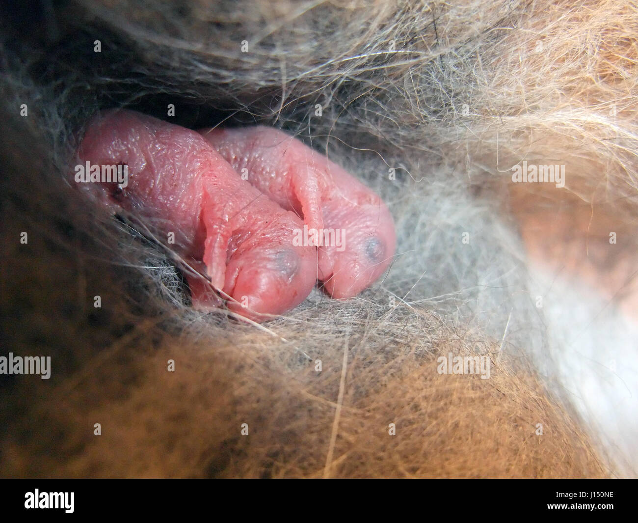Baby-Mäuse Stockfoto