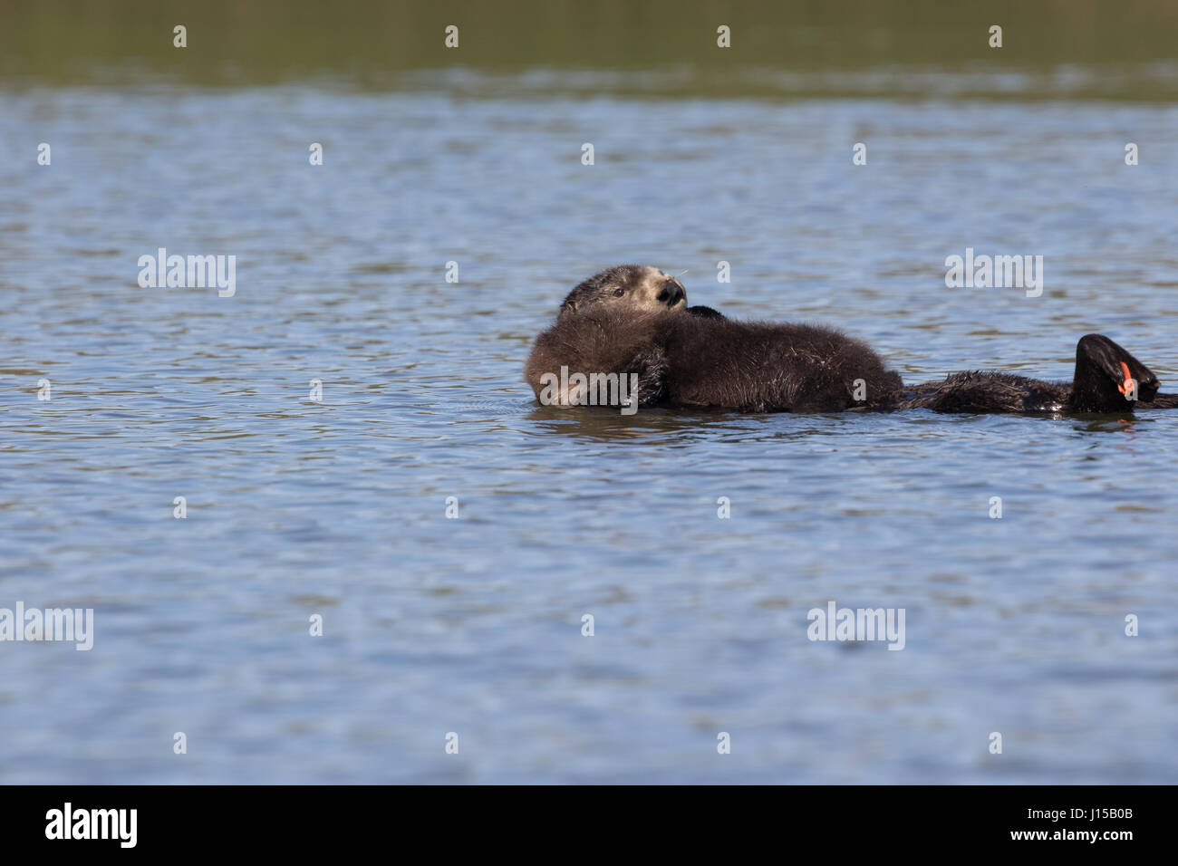 Südlichen Seeotter (Enhydra Lutris) mit neugeborenen Welpen in Elkhorn Slough, Kalifornien Stockfoto