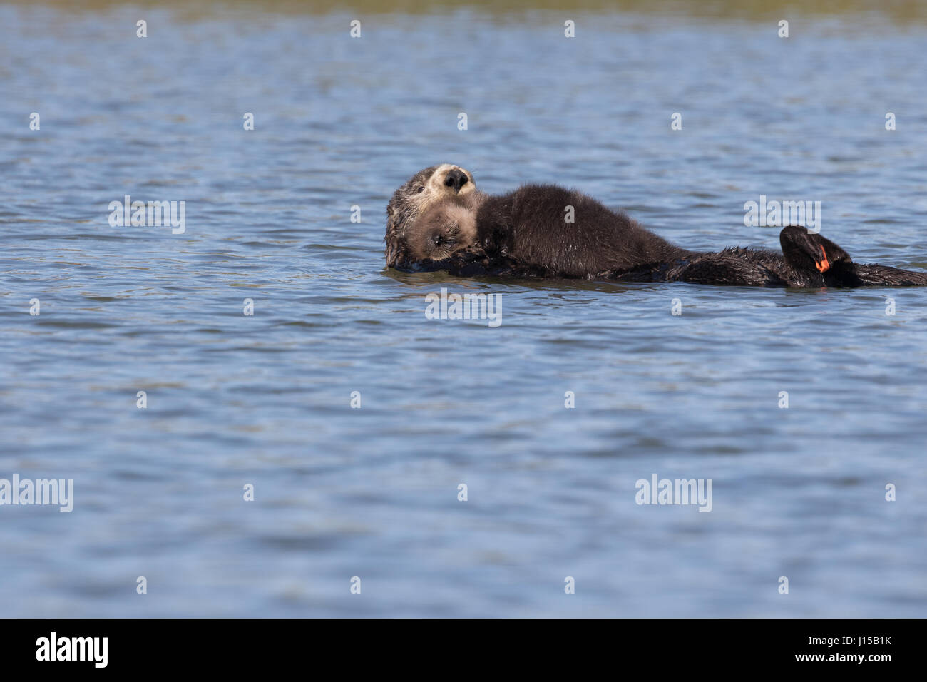 Südlichen Seeotter (Enhydra Lutris) mit neugeborenen Welpen in Elkhorn Slough, Kalifornien Stockfoto