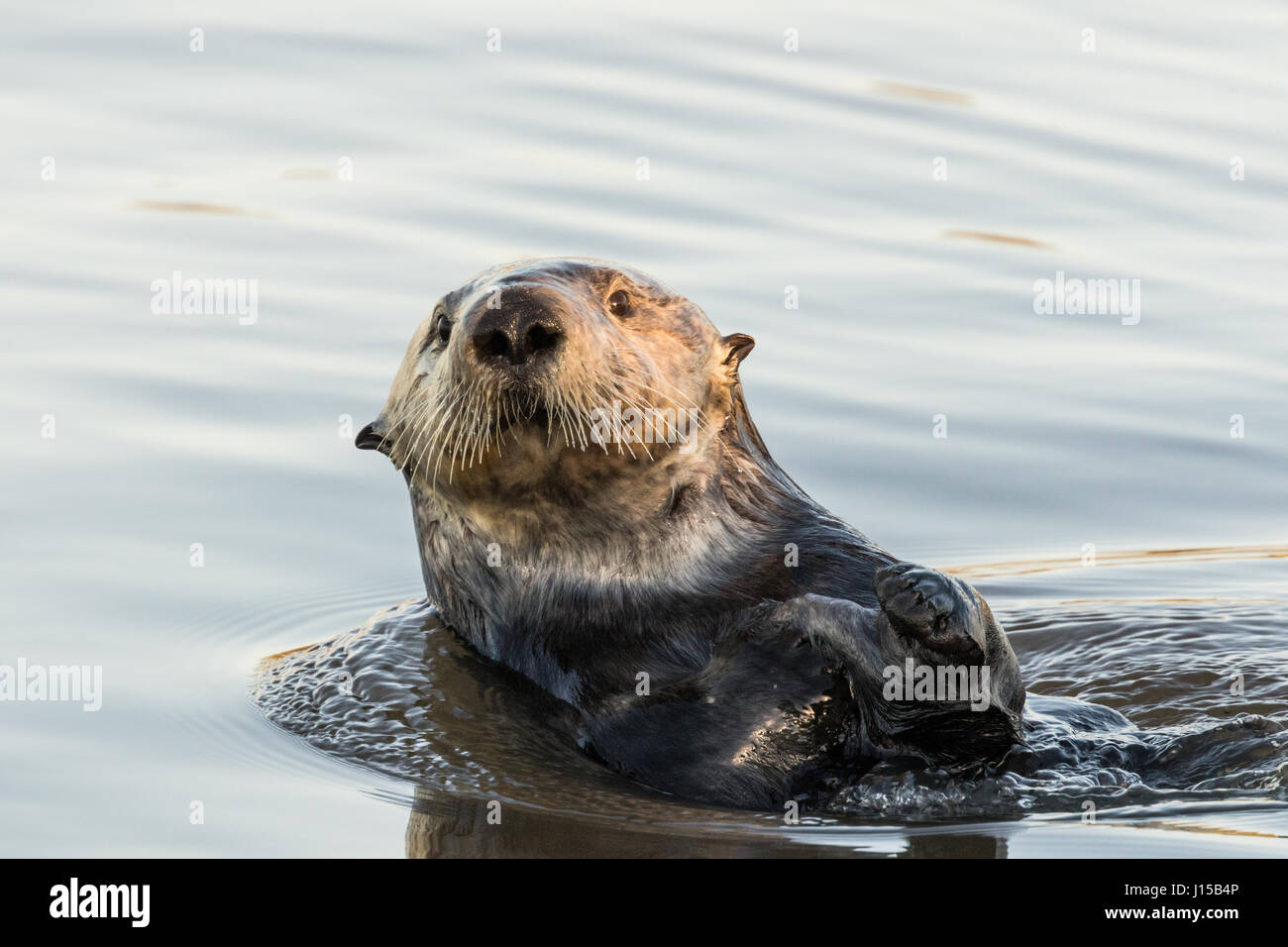 Südlichen Seeotter Blick in die Kamera Stockfoto