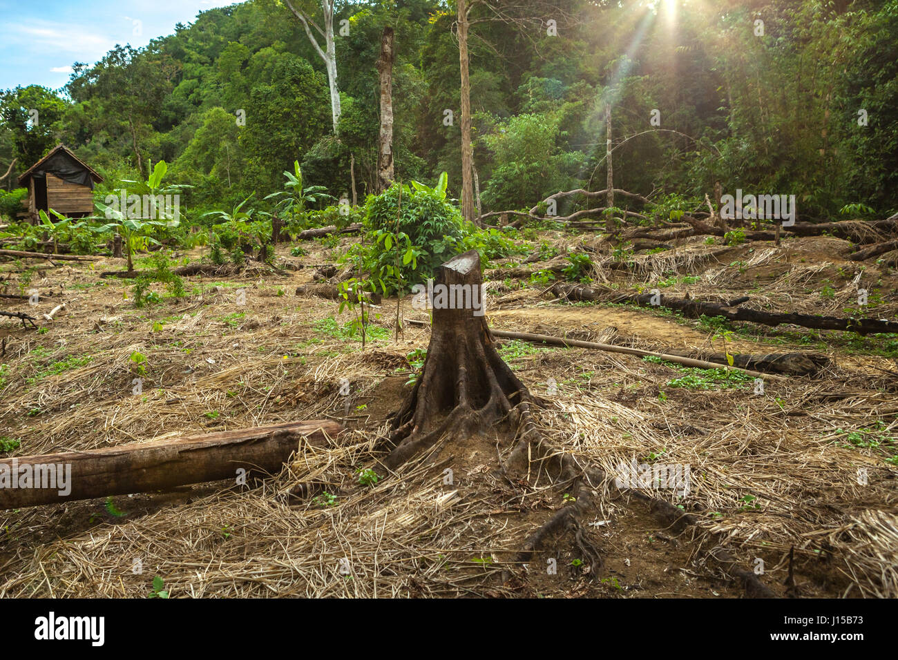 Neu gerodeten landwirtschaftlichen Feld in Süd-Sumatra, Indonesien. Stockfoto