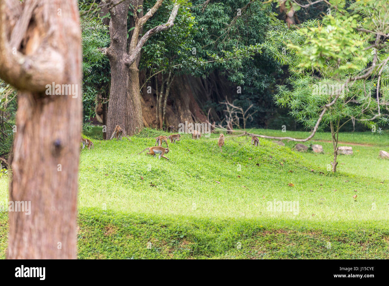 Affe-Stamm in Sigiriya (Sri Lanka) Stockfoto