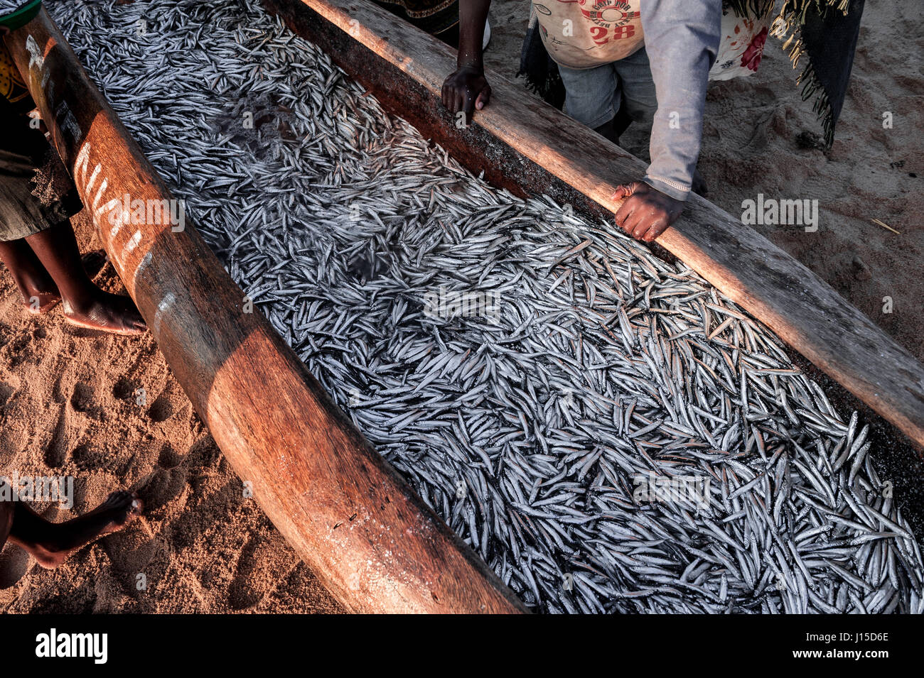 Ein Fischer landet seine Beute von Sardinen aus Malawi-See in seinem Einbaum Stockfoto