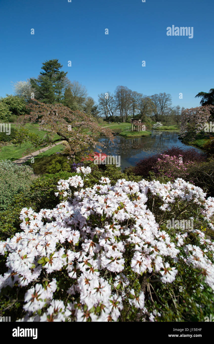 Cholmondeley Schlossgärten. Malerische Frühjahr Blick auf Cholmondeley Tempel Schlossgarten. Stockfoto