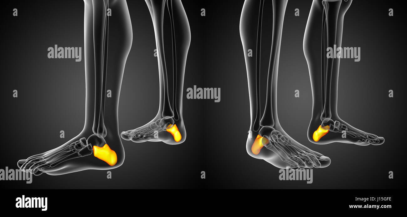 3D Rendering-Abbildung des Kalkaneus Knochens Stockfoto