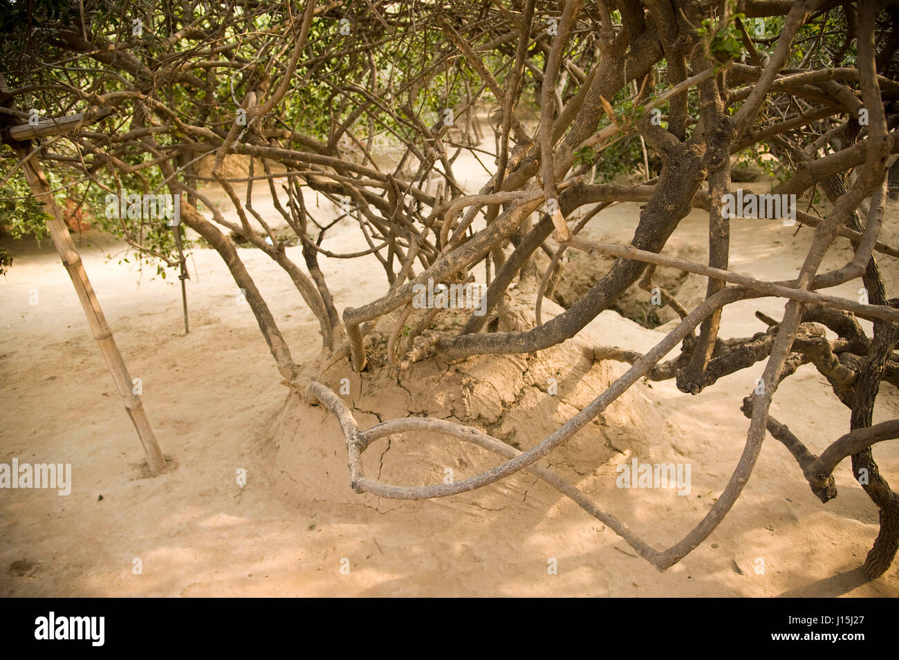 Baum in Nidhivan, Vrindavan, Uttar Pradesh, Indien, Asien Stockfoto