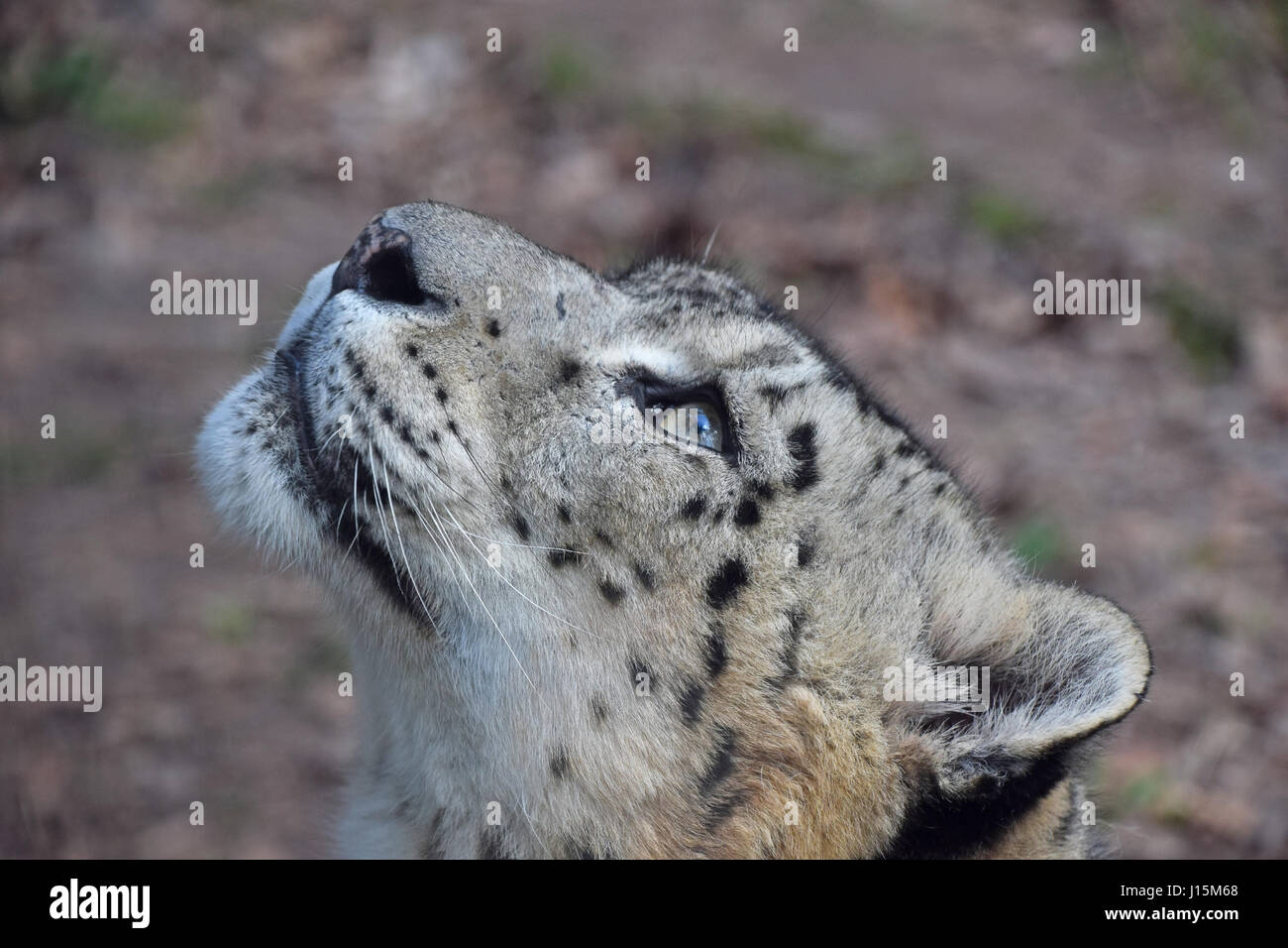 Bis Seite Profilbildnis von männlichen Schneeleoparden (oder Unze, Panthera Uncia) Nachschlagen von Kamera, schließen Sie niedrigen Winkel Ansicht Stockfoto